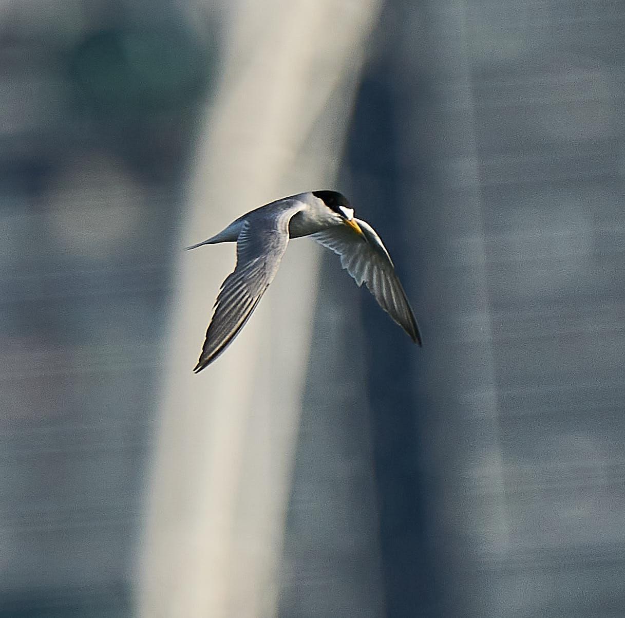 Little Tern Photo by Steven Cheong