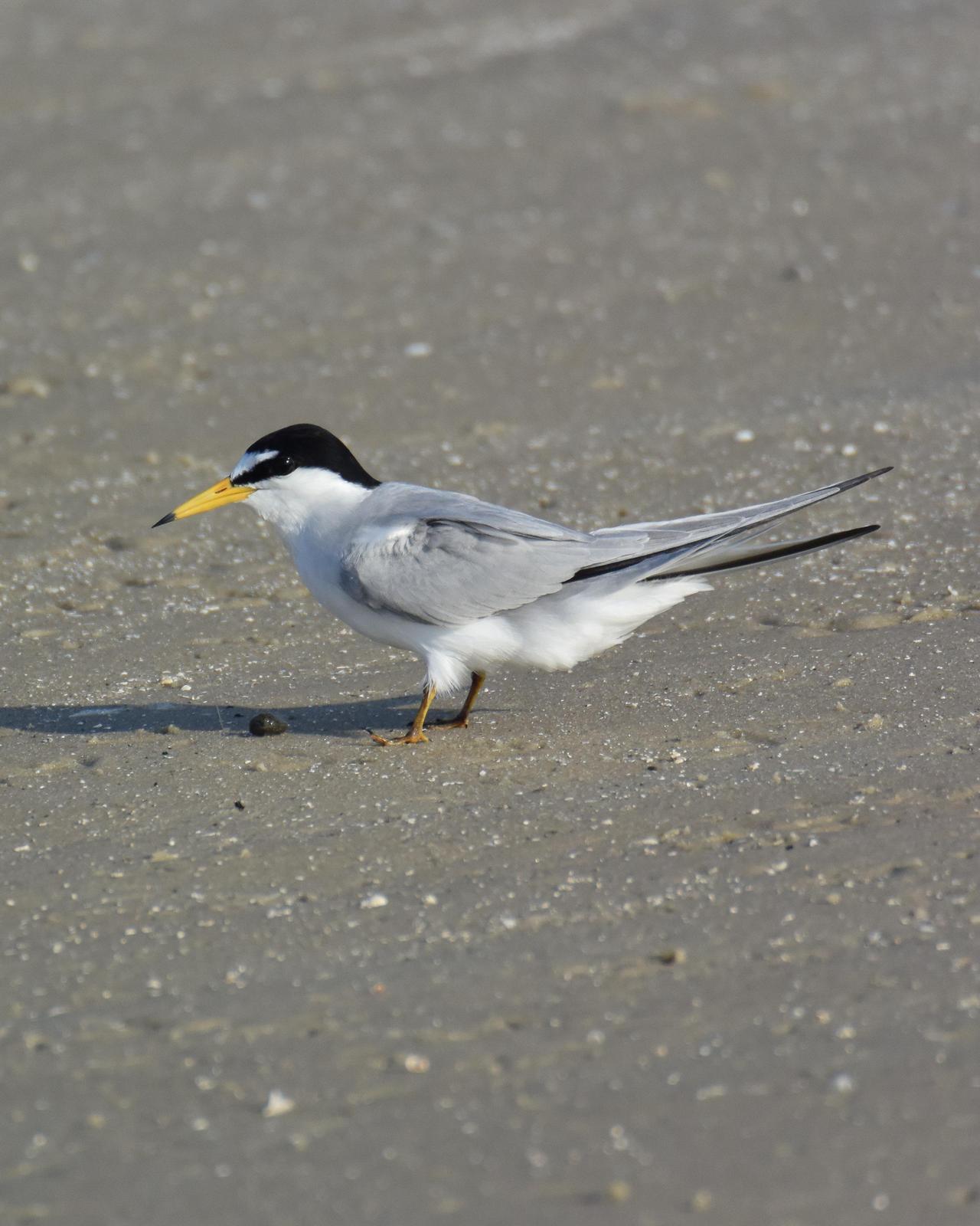 Least Tern Photo by Emily Percival
