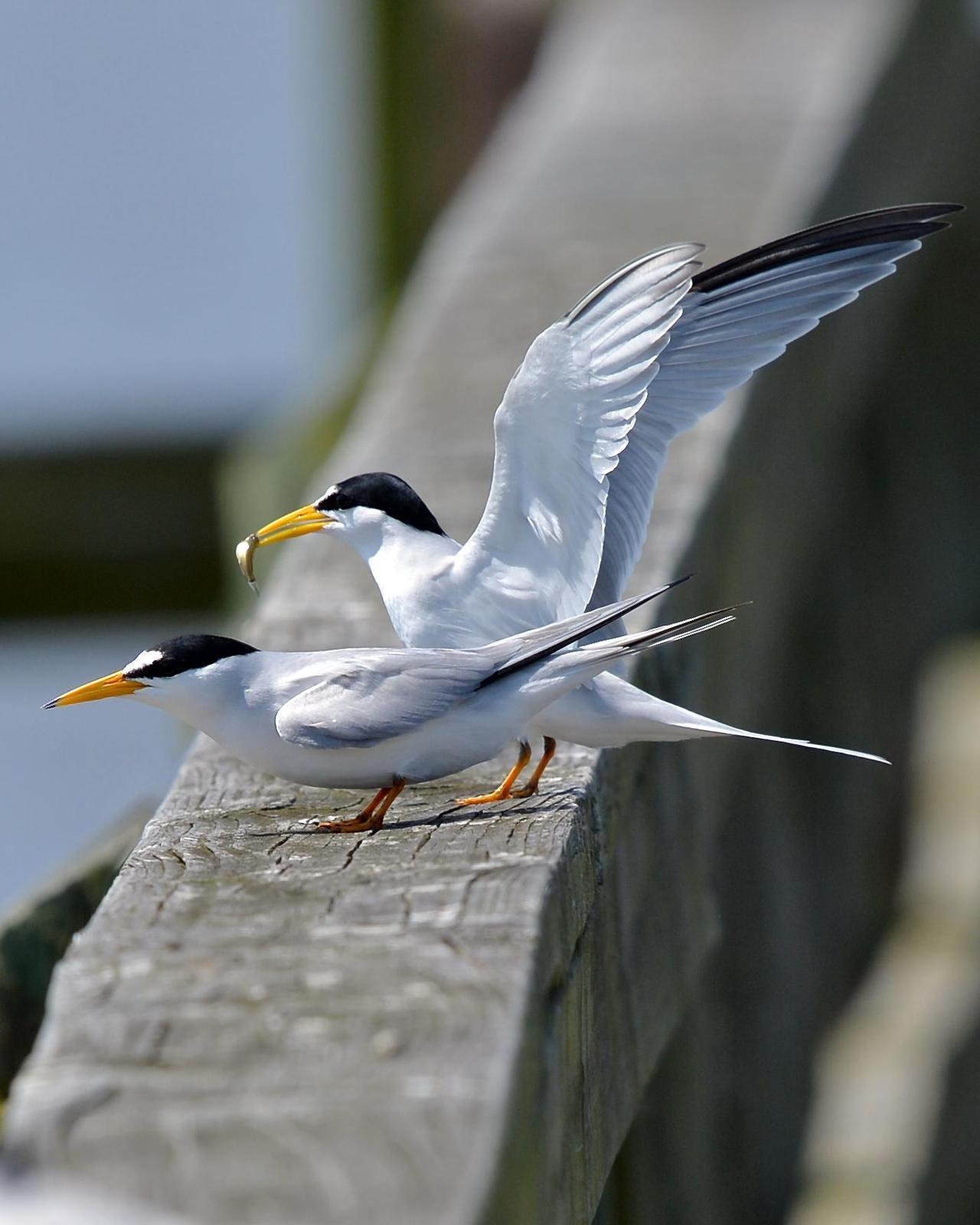 Least Tern Photo by Gerald Friesen