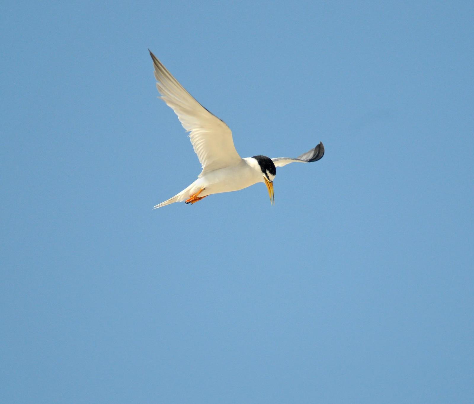 Least Tern (California) Photo by Steven Mlodinow