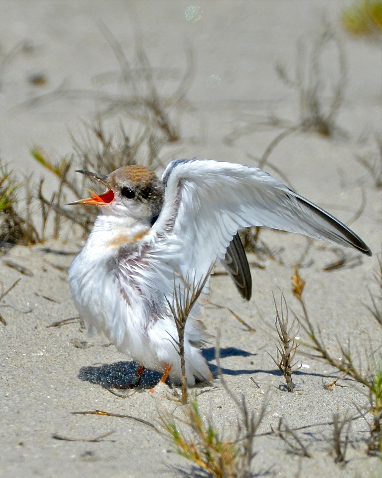 Least Tern (California) Photo by Gerald Friesen