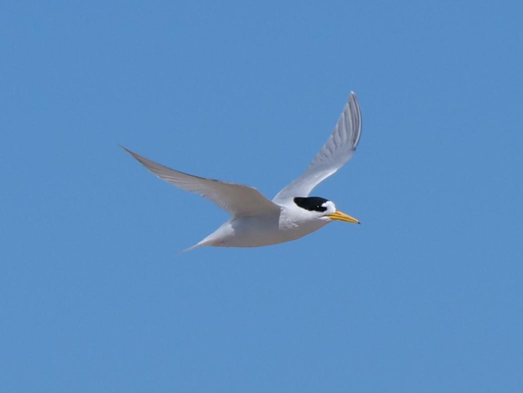 Australian Fairy Tern Photo by Peter Lowe