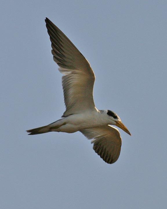 Large-billed Tern Photo by Peter Boesman