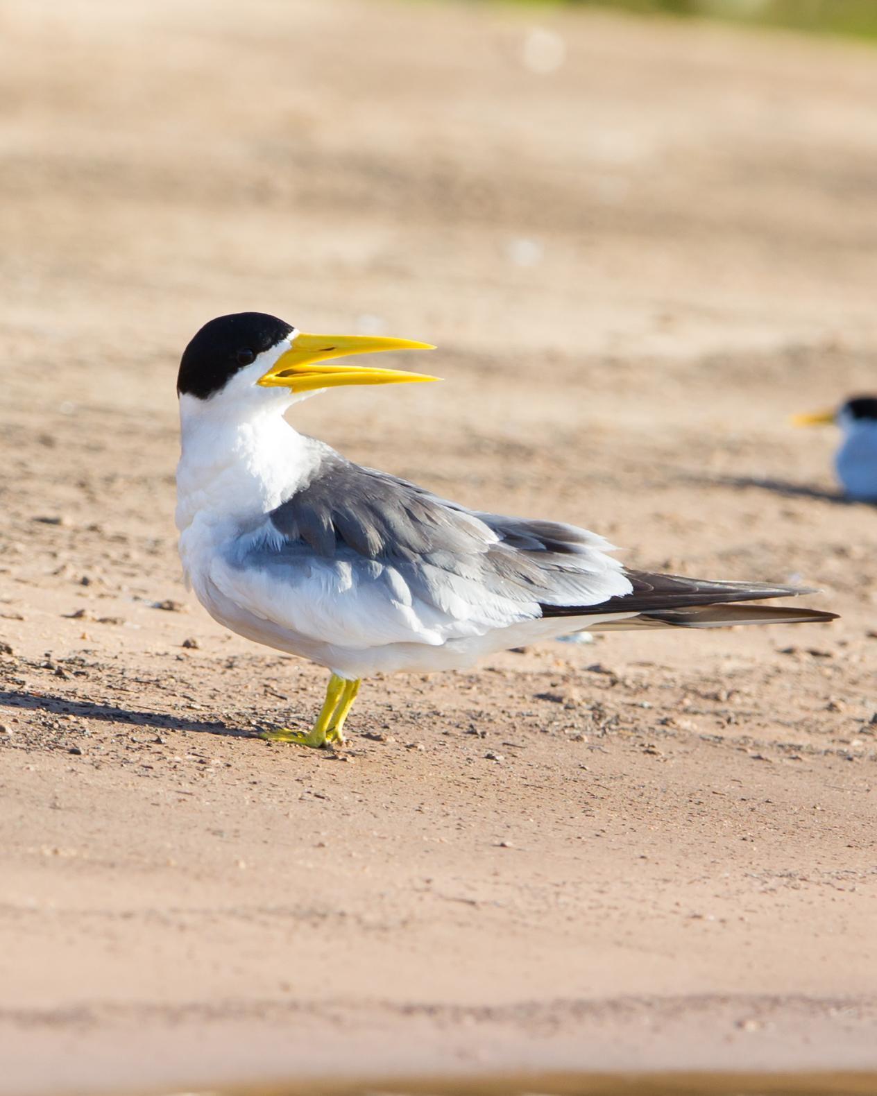 Large-billed Tern Photo by Kevin Berkoff