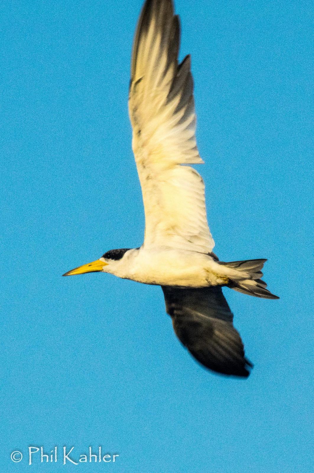 Large-billed Tern Photo by Phil Kahler
