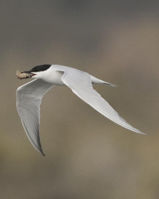 Gull-billed Tern Photo by Jeff Moore