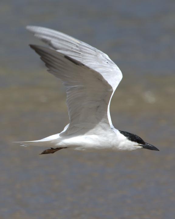 Gull-billed Tern Photo by Mat Gilfedder