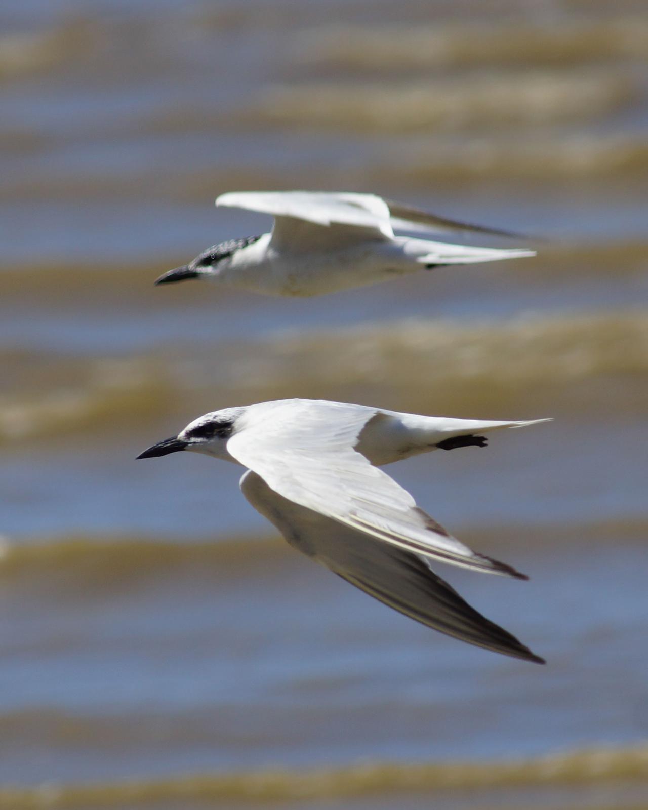 Gull-billed Tern Photo by Steve Percival