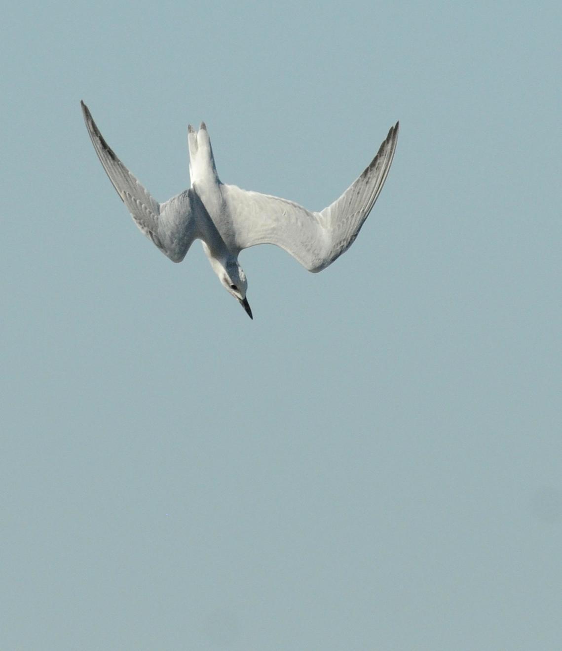 Gull-billed Tern Photo by Steven Mlodinow