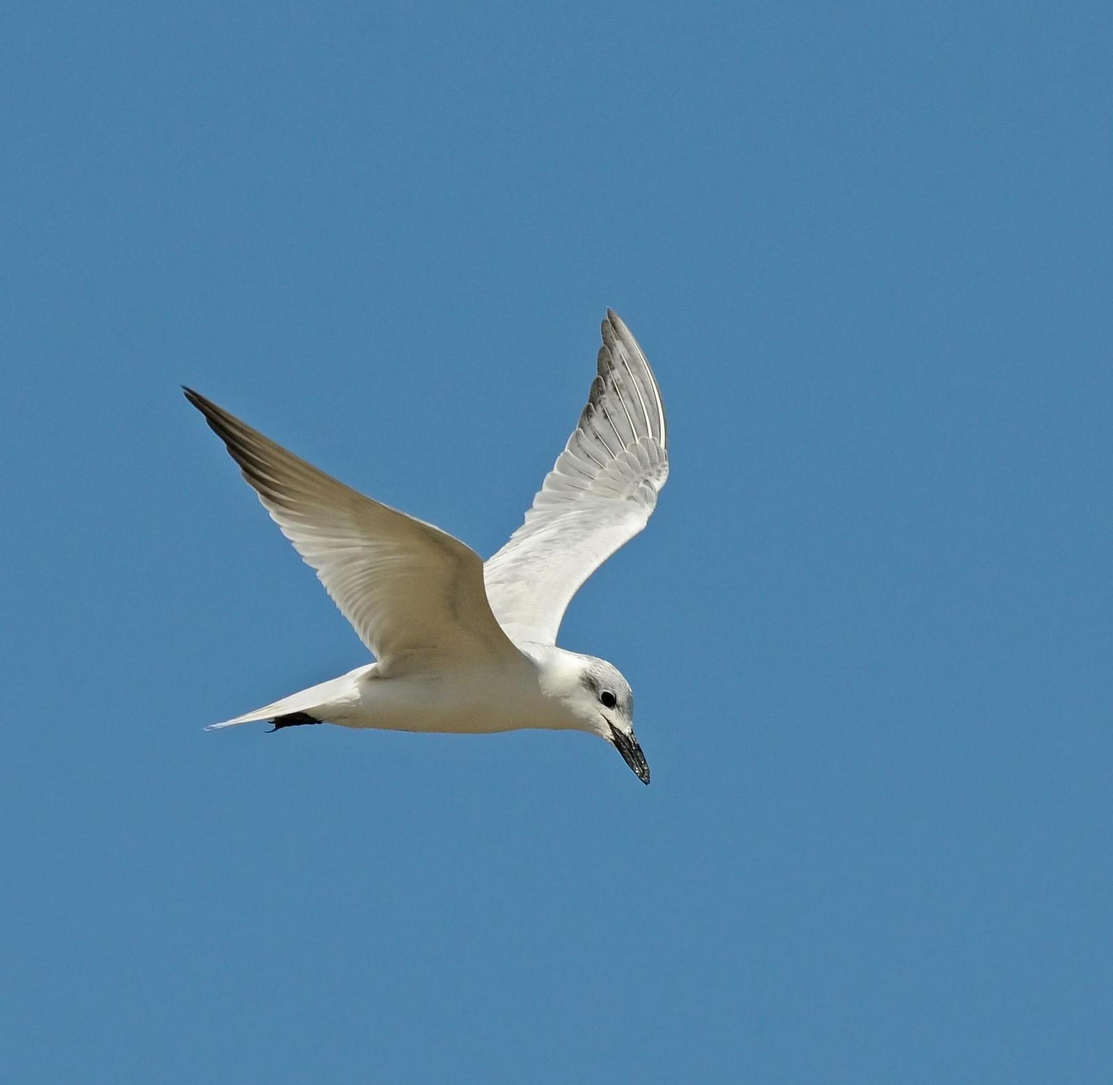 Gull-billed Tern Photo by Steven Mlodinow