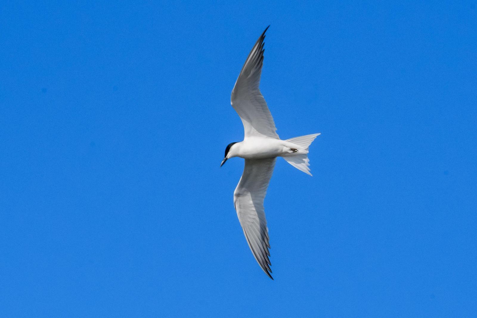 Gull-billed Tern Photo by Gerald Hoekstra