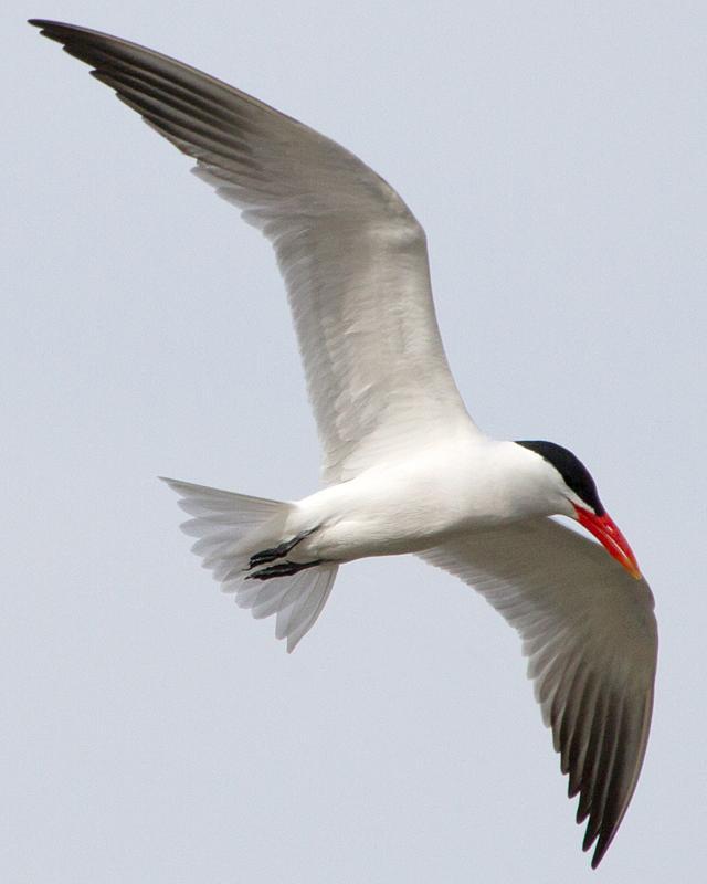 Caspian Tern Photo by Ashley Bradford