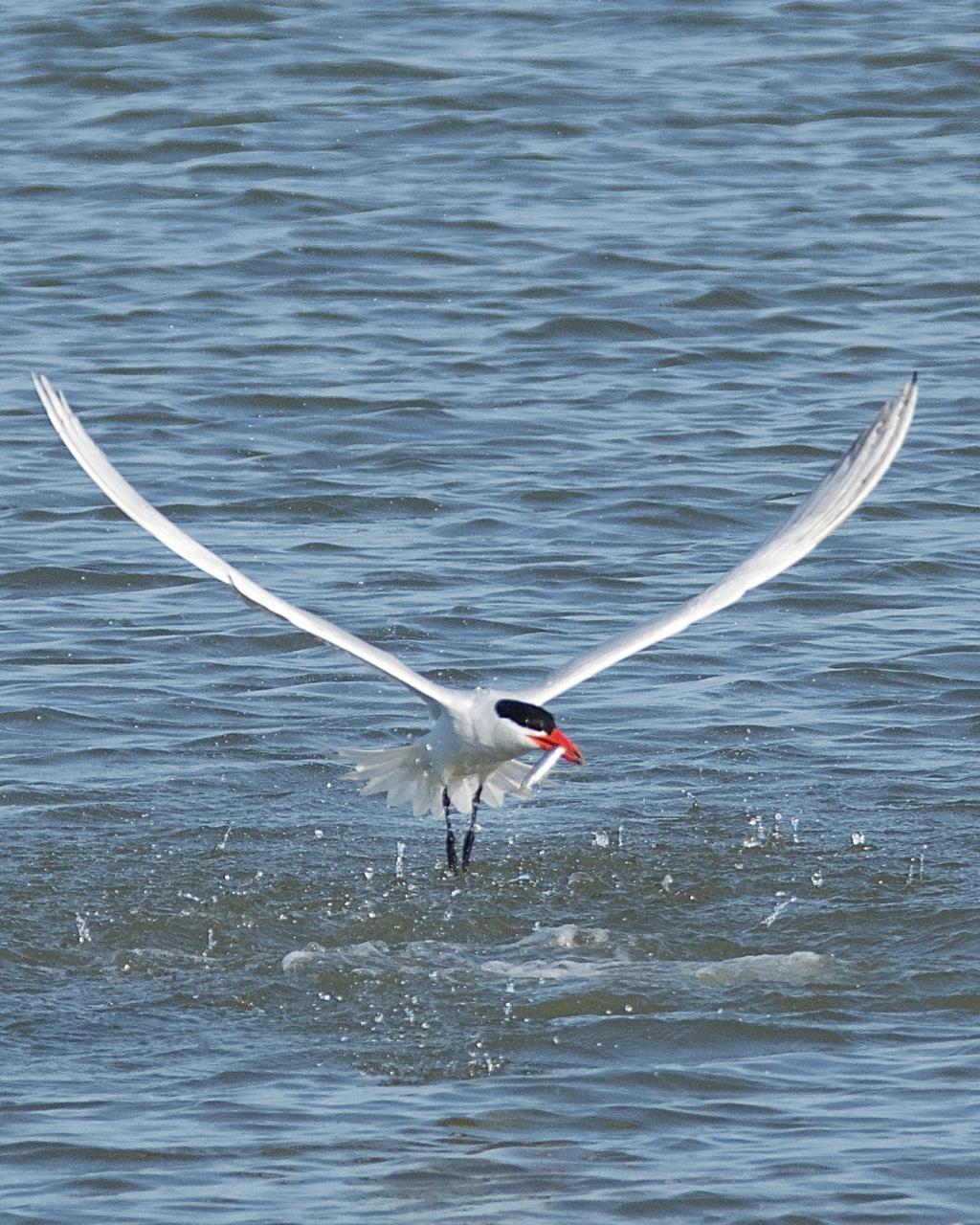 Caspian Tern Photo by Brian Avent