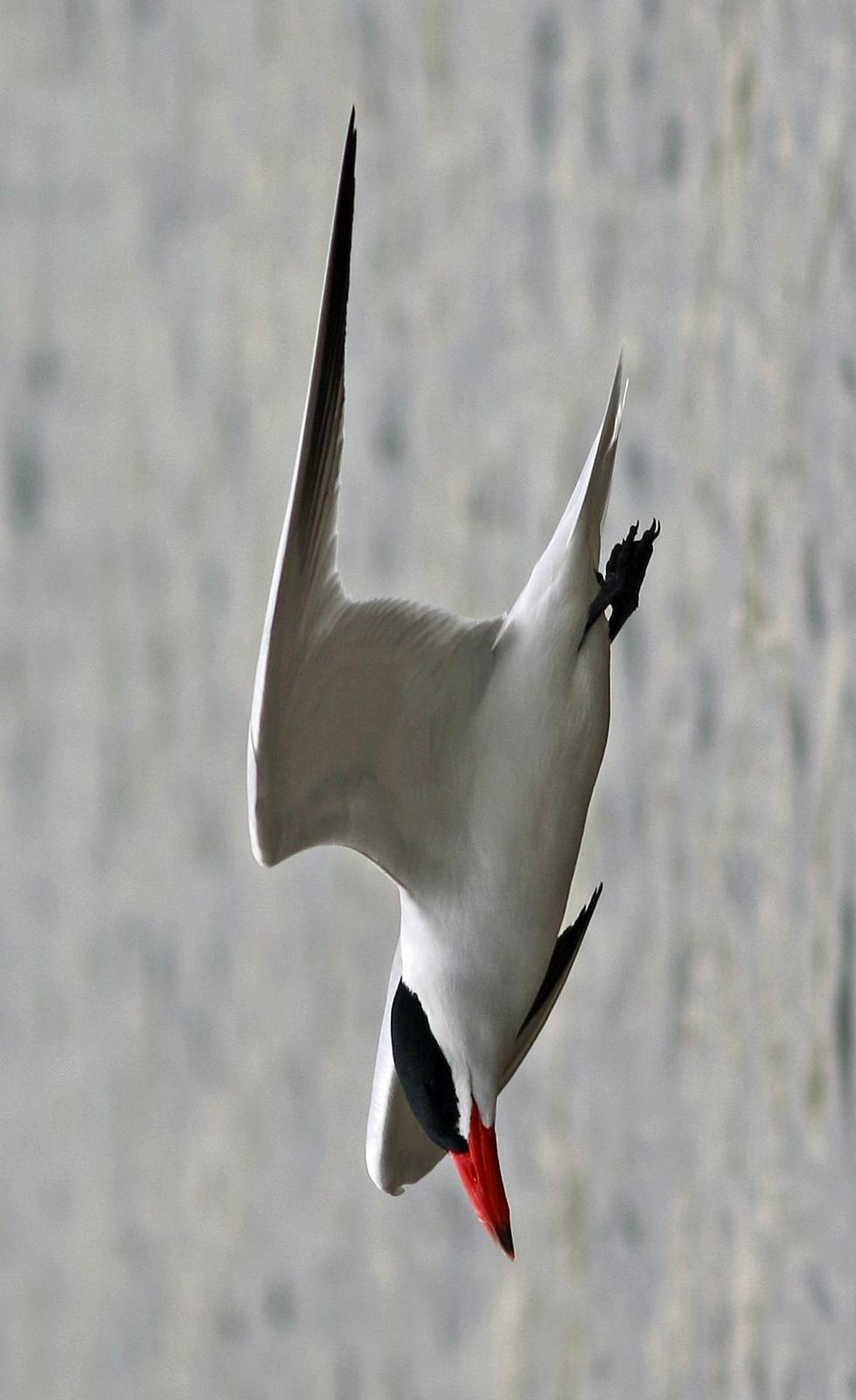 Caspian Tern Photo by Tom Gannon