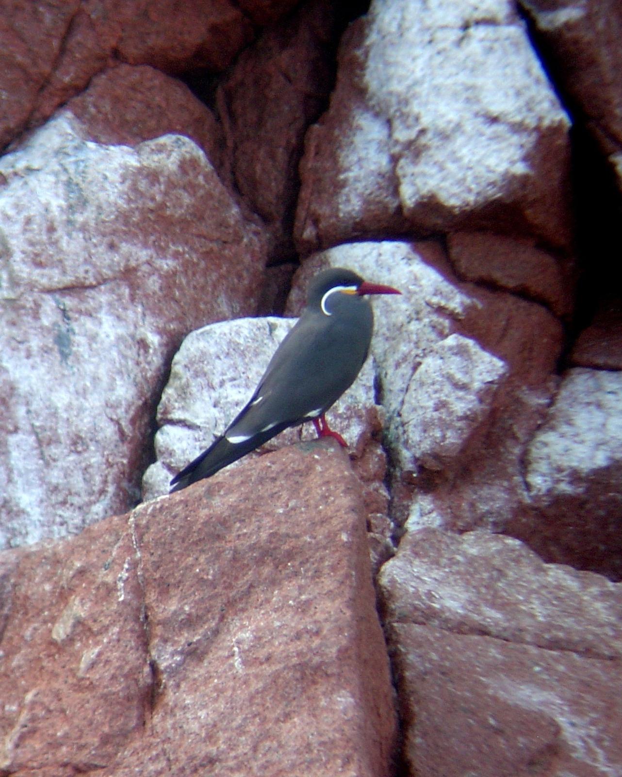 Inca Tern Photo by Andrew T. Kinslow
