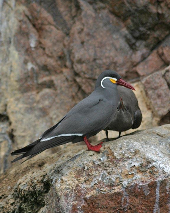 Inca Tern Photo by Peter Boesman