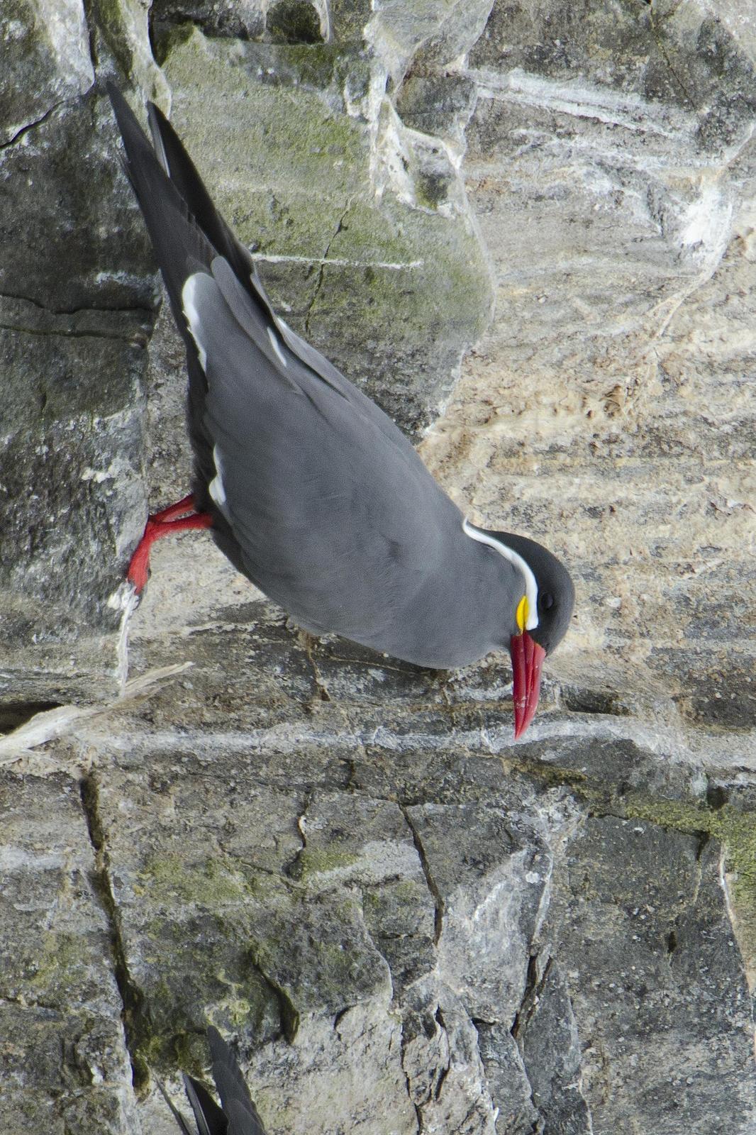 Inca Tern Photo by Debra Herst