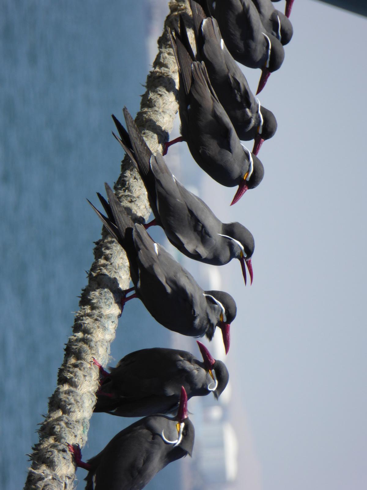 Inca Tern Photo by David Mason