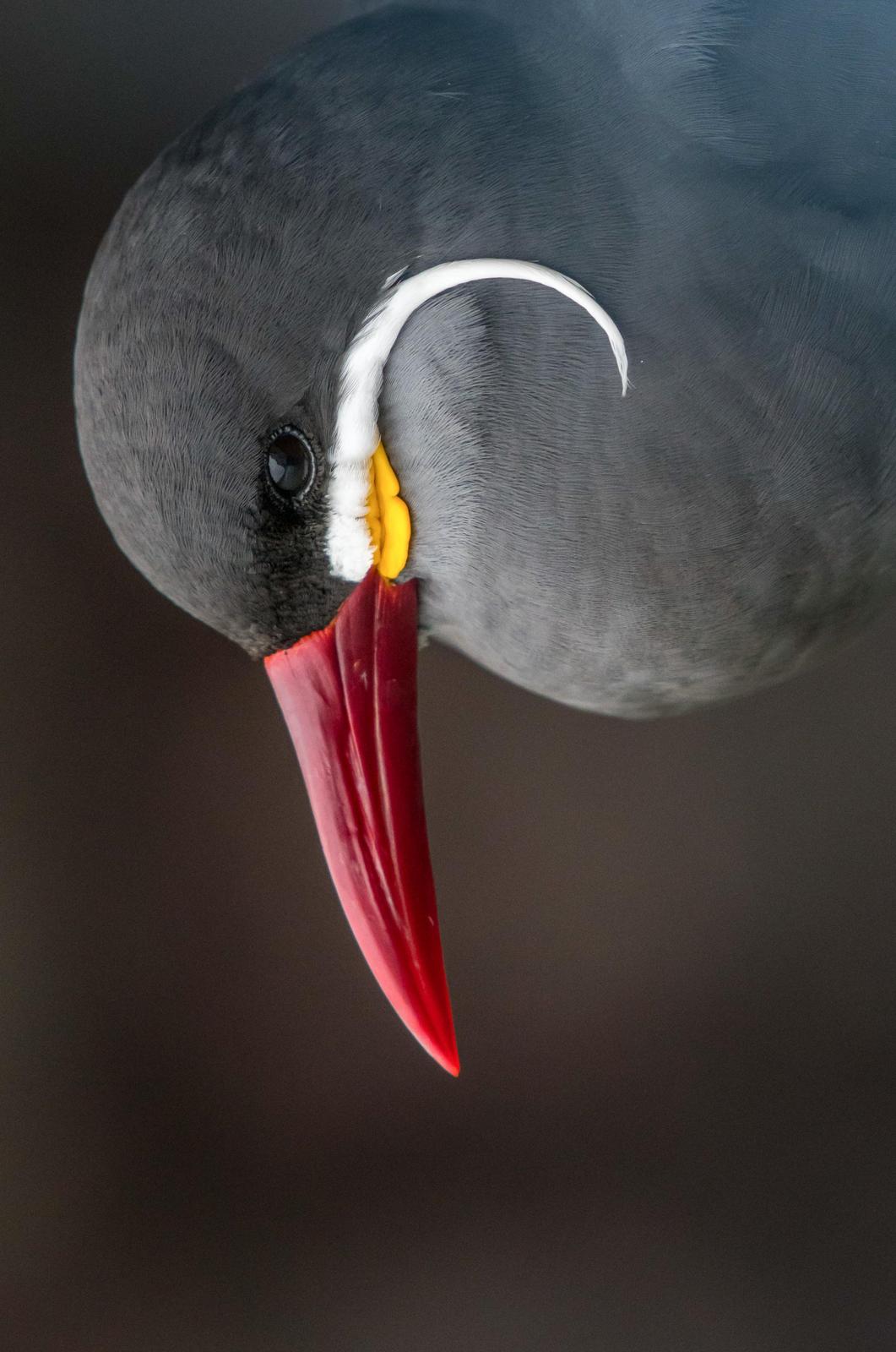 Inca Tern Photo by James Hoagland