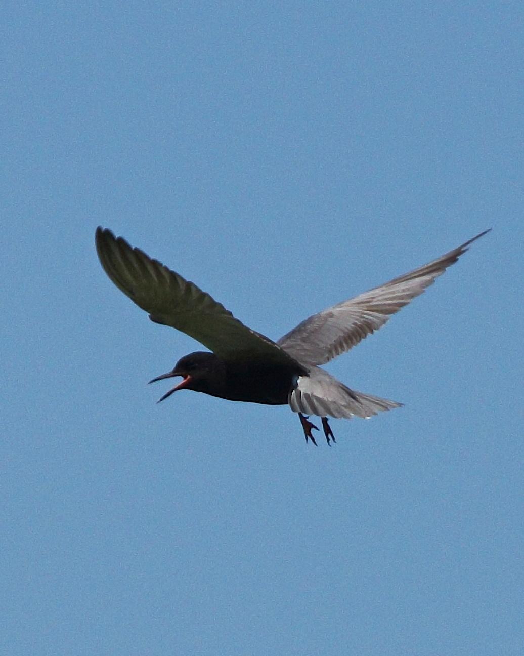 Black Tern Photo by Gerald Hoekstra