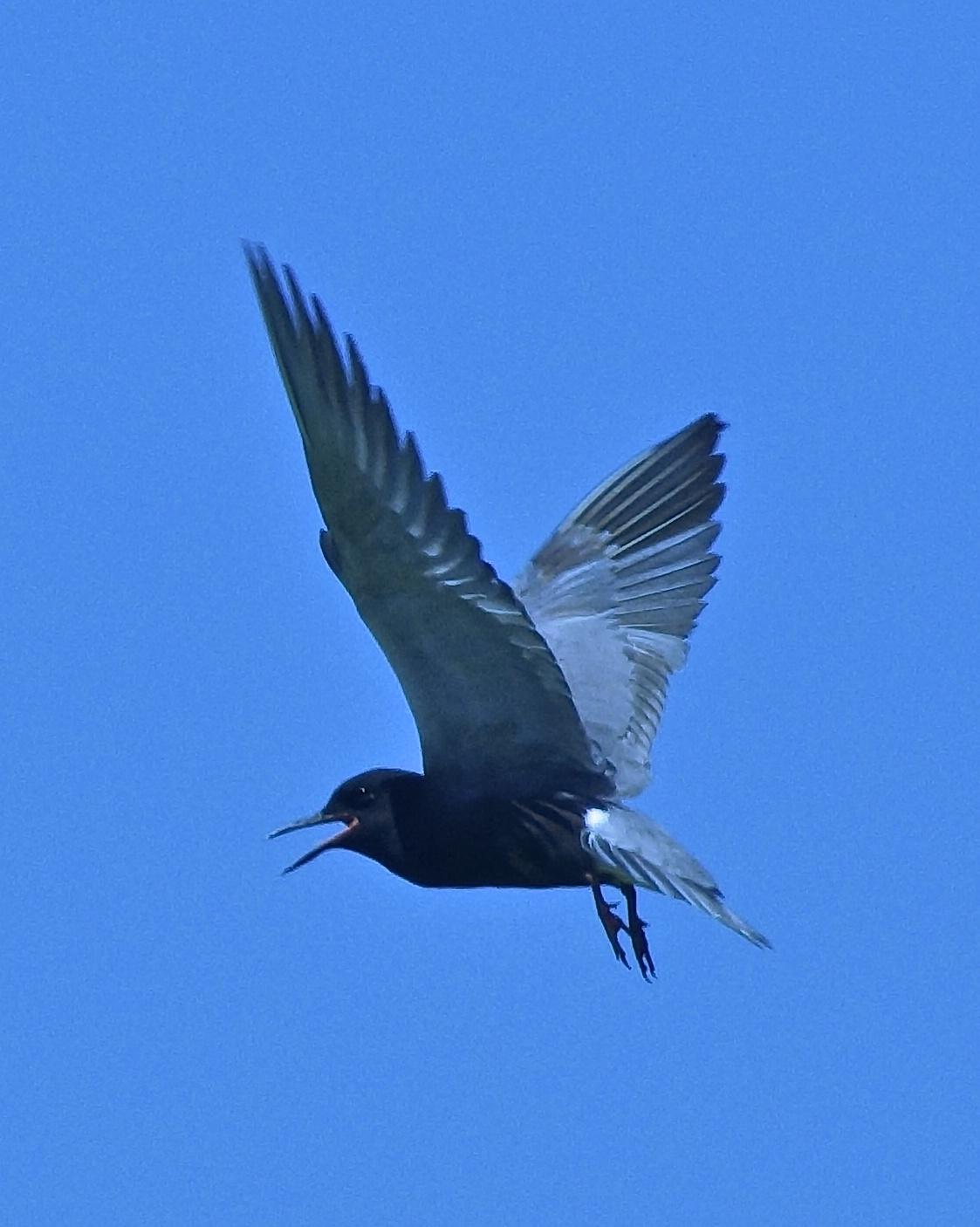 Black Tern Photo by Gerald Hoekstra