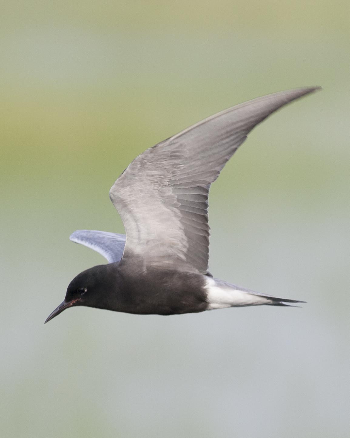 Black Tern Photo by Jeff Moore