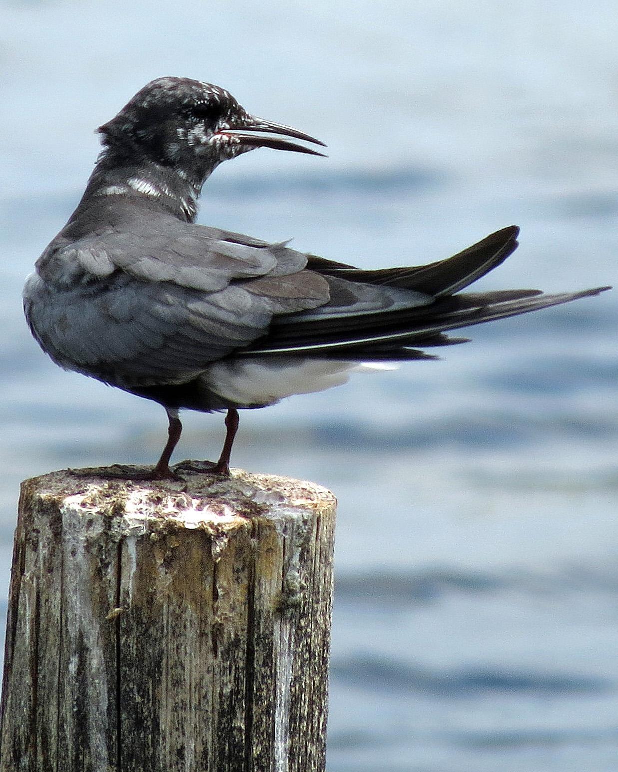 Black Tern Photo by Kelly Preheim