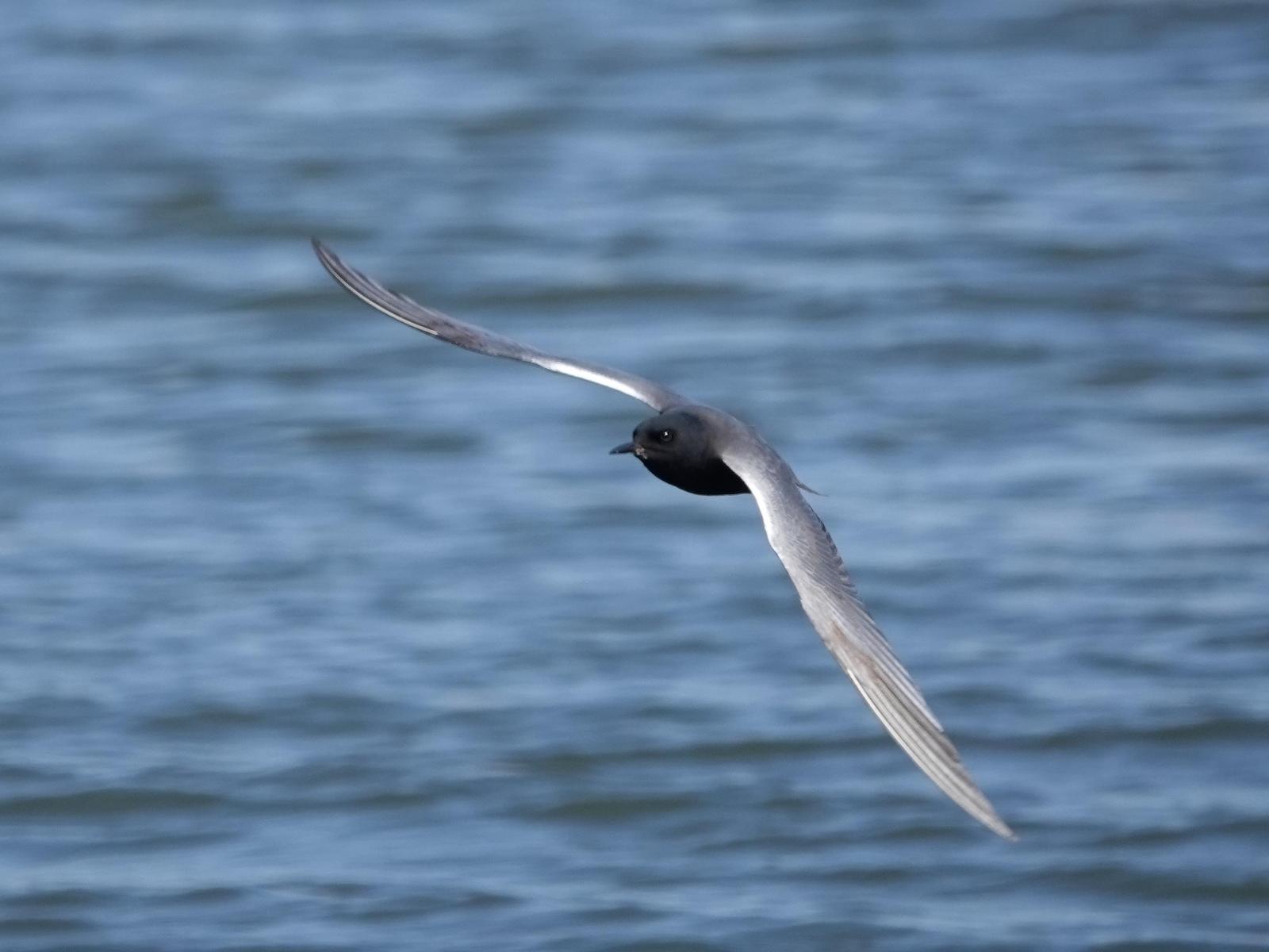 Black Tern Photo by Kent Jensen