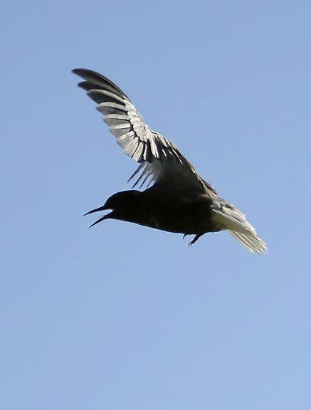 Black Tern (American) Photo by Dan Tallman
