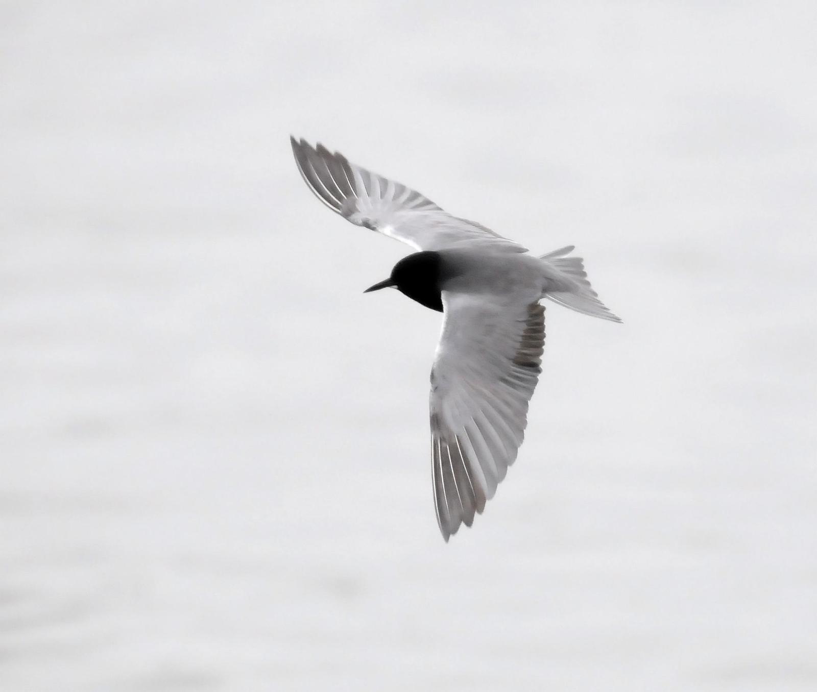 Black Tern (American) Photo by Steven Mlodinow