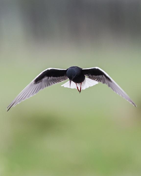 White-winged Tern Photo by Robert Lewis
