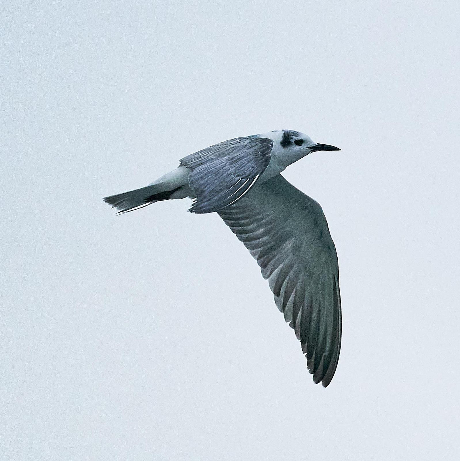 White-winged Tern Photo by Steven Cheong