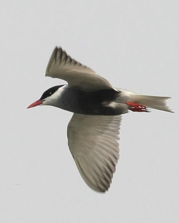 Whiskered Tern Photo by Monte Taylor