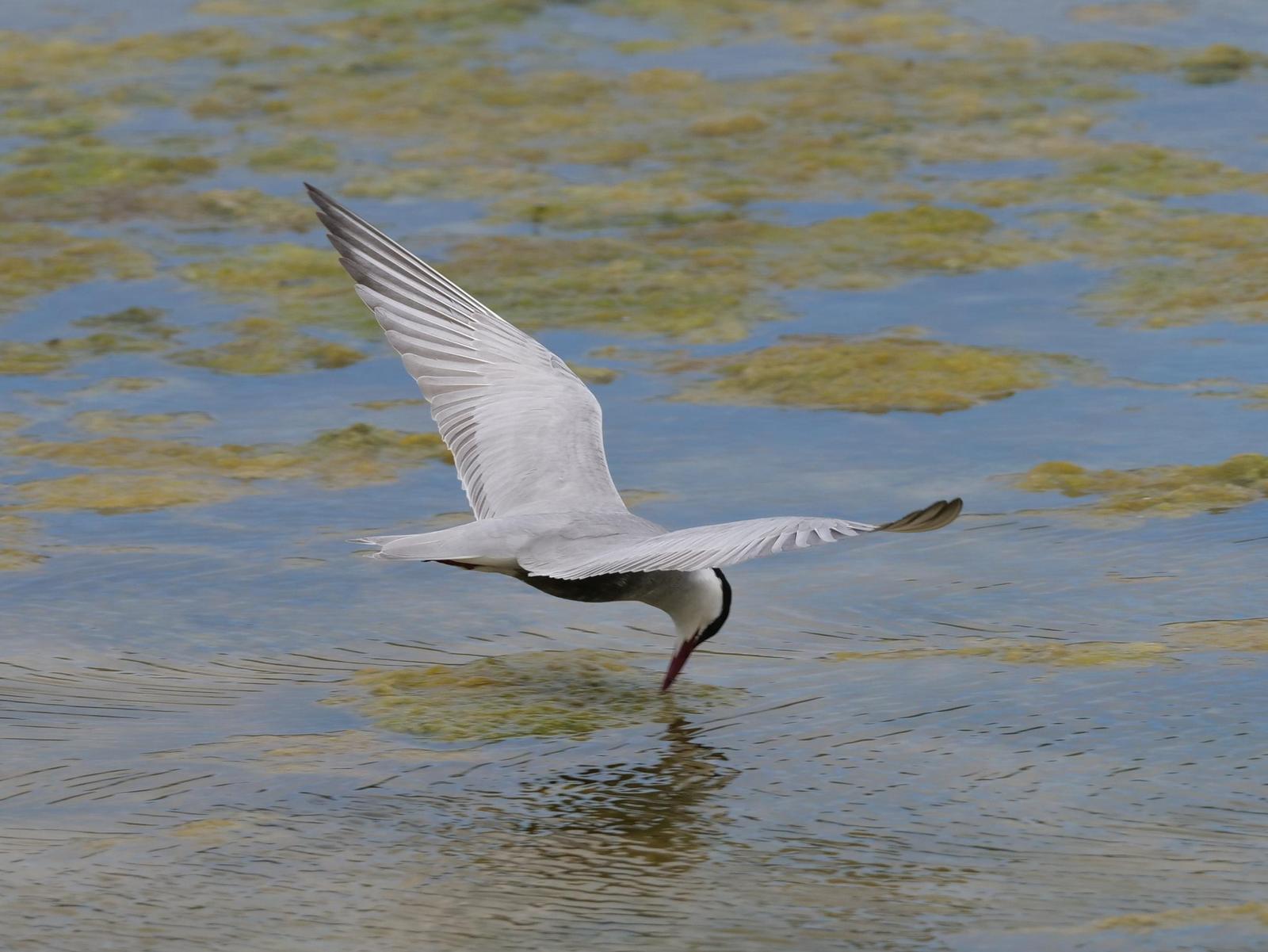 Whiskered Tern Photo by Peter Lowe