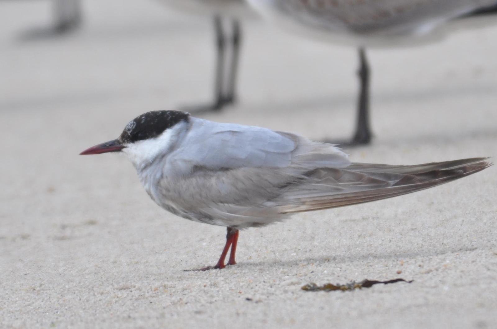 Whiskered Tern Photo by James Fox