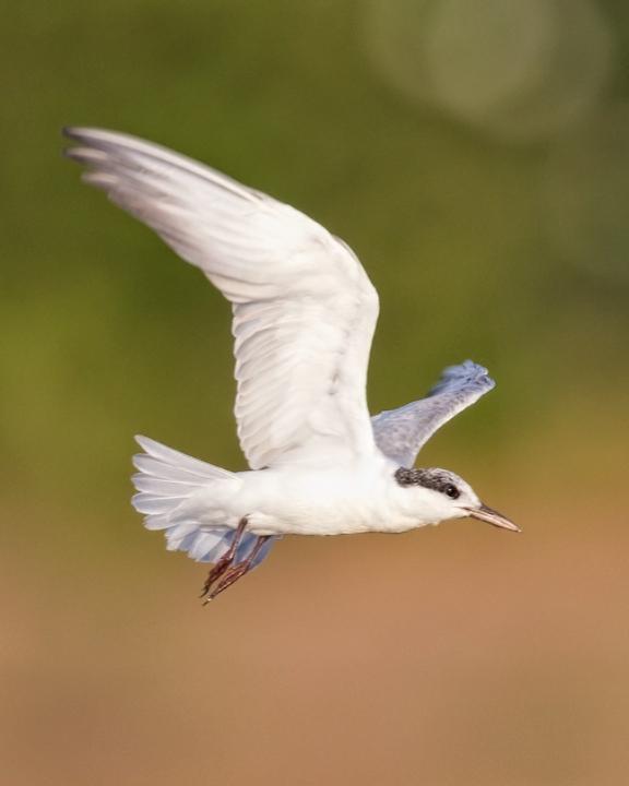 Whiskered Tern Photo by Mat Gilfedder