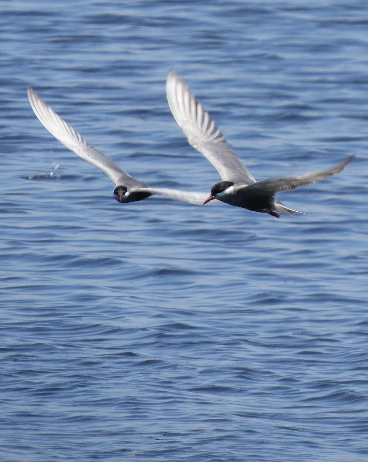 Whiskered Tern Photo by Richard  Lowe