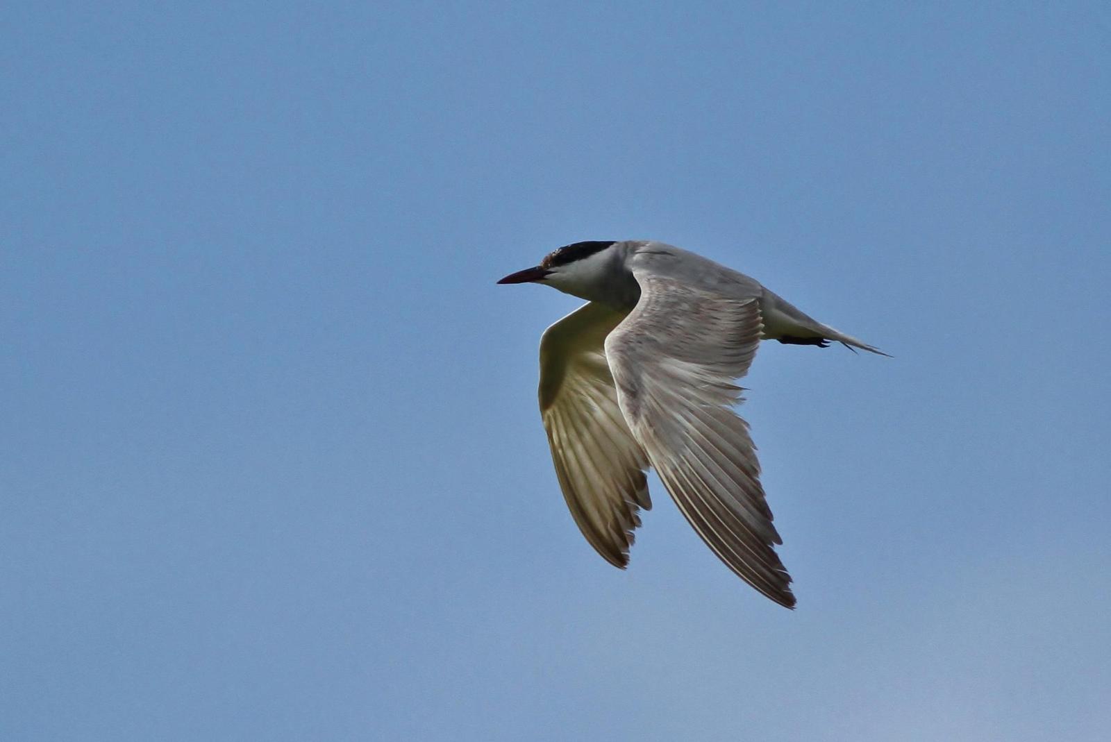Whiskered Tern Photo by Alex Lamoreaux