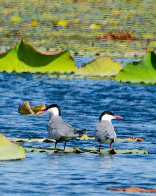 Whiskered Tern Photo by Bob Hasenick