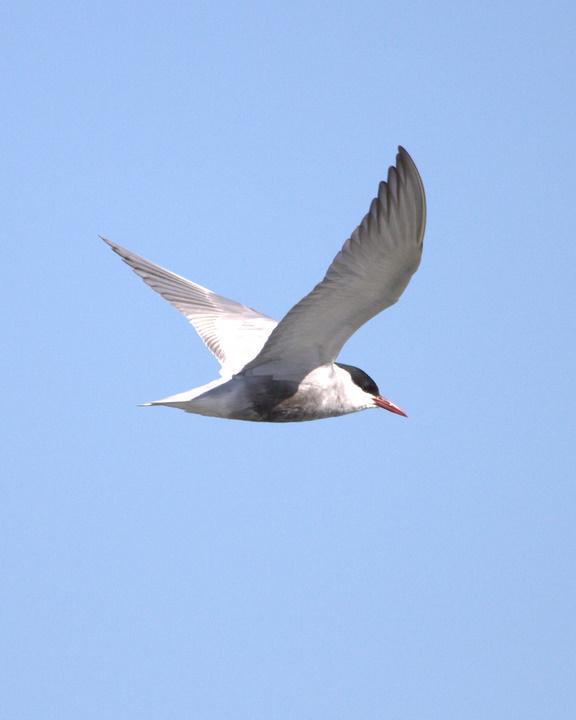 Whiskered Tern Photo by Mat Gilfedder