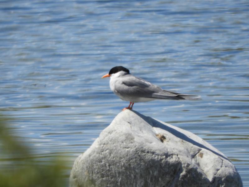 Black-fronted Tern Photo by Jeff Harding