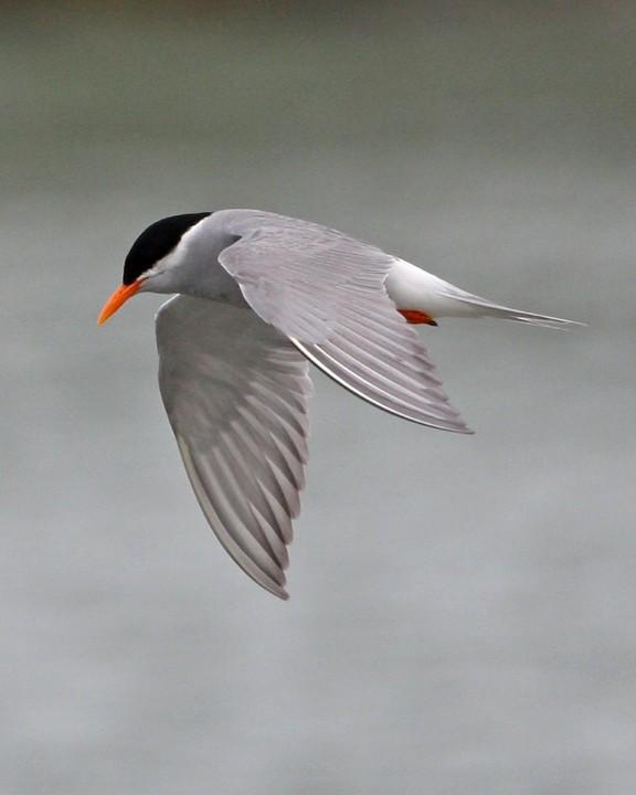 Black-fronted Tern Photo by Mat Gilfedder