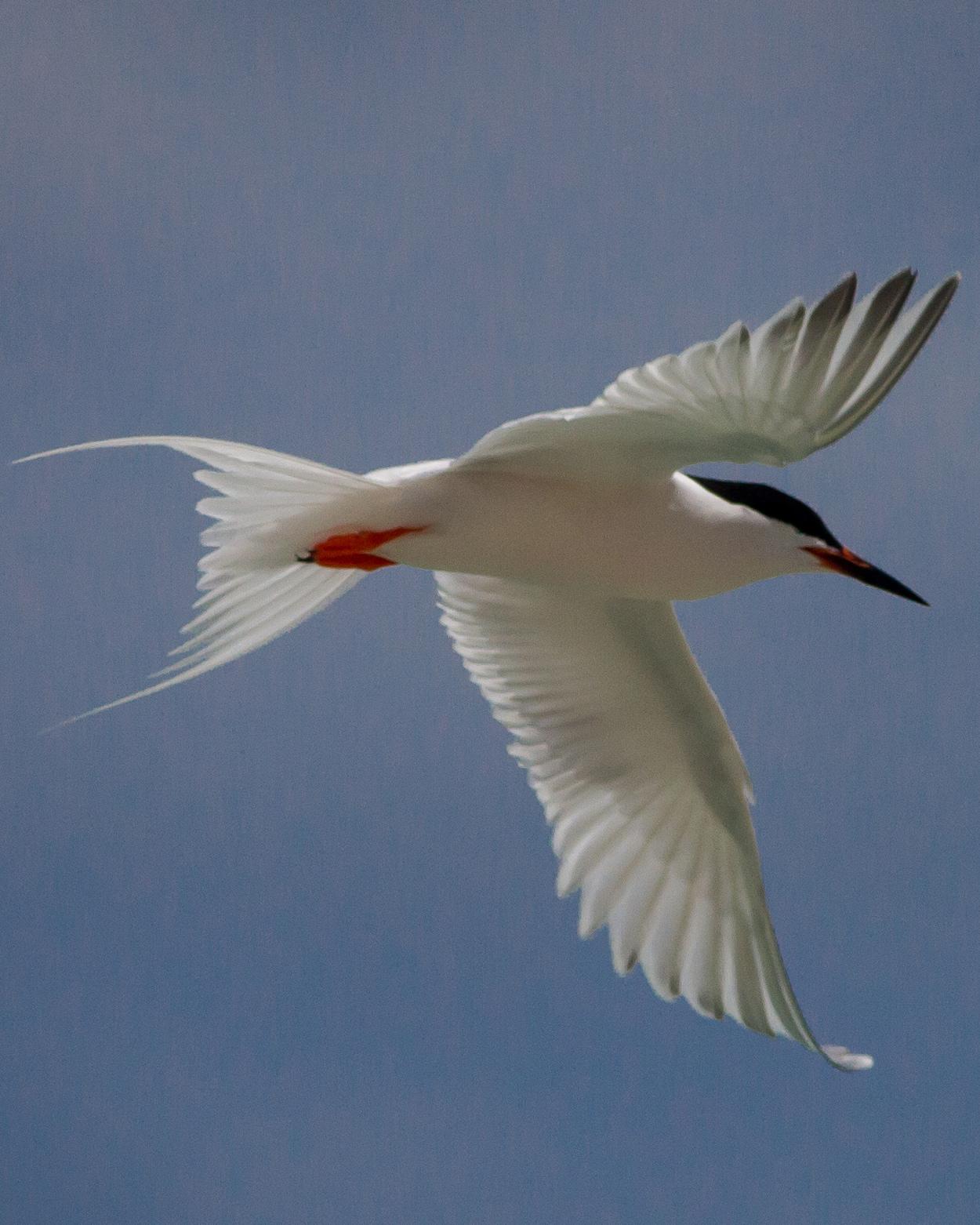 Roseate Tern Photo by Bill Brooks