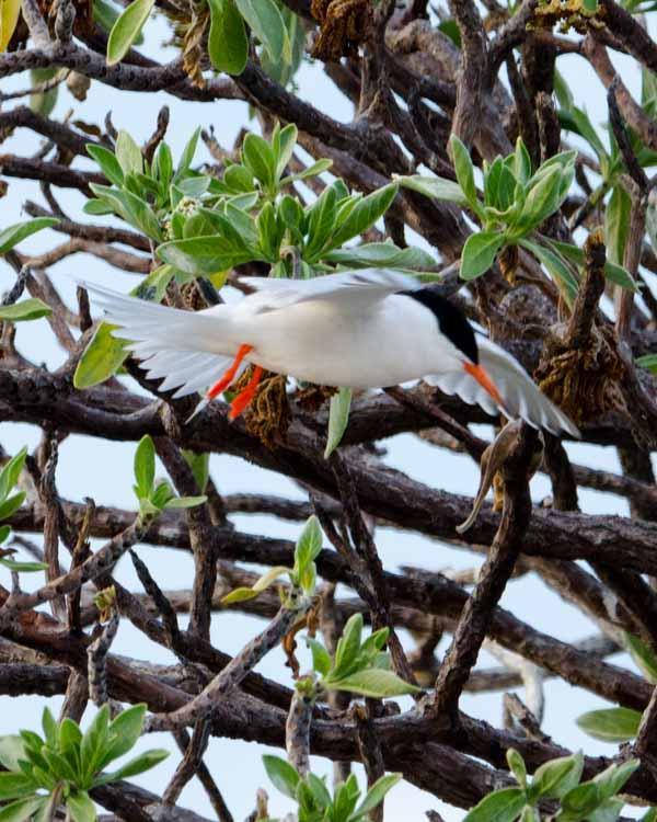 Roseate Tern Photo by Bob Hasenick