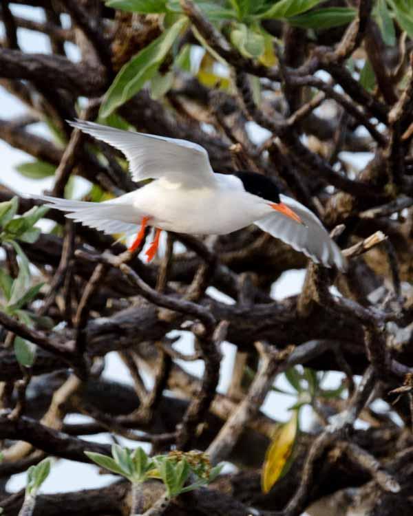 Roseate Tern Photo by Bob Hasenick