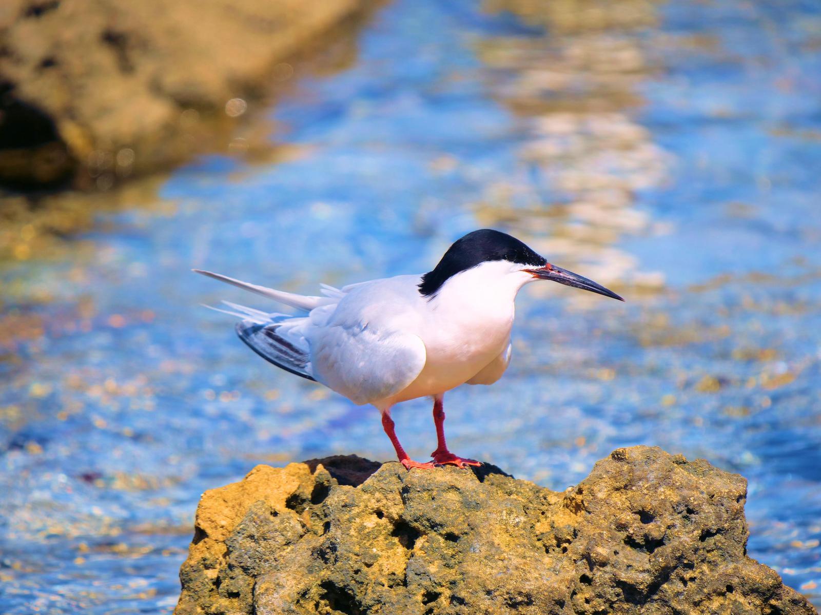 Roseate Tern Photo by Peter Lowe
