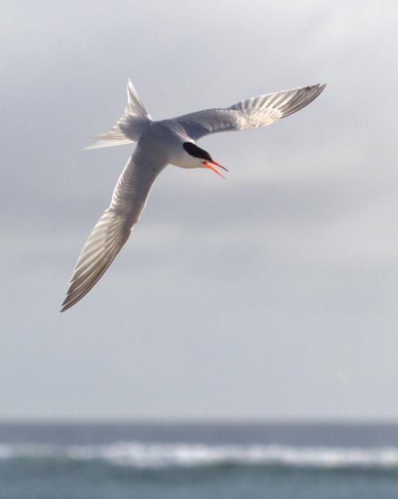 Roseate Tern Photo by Mat Gilfedder