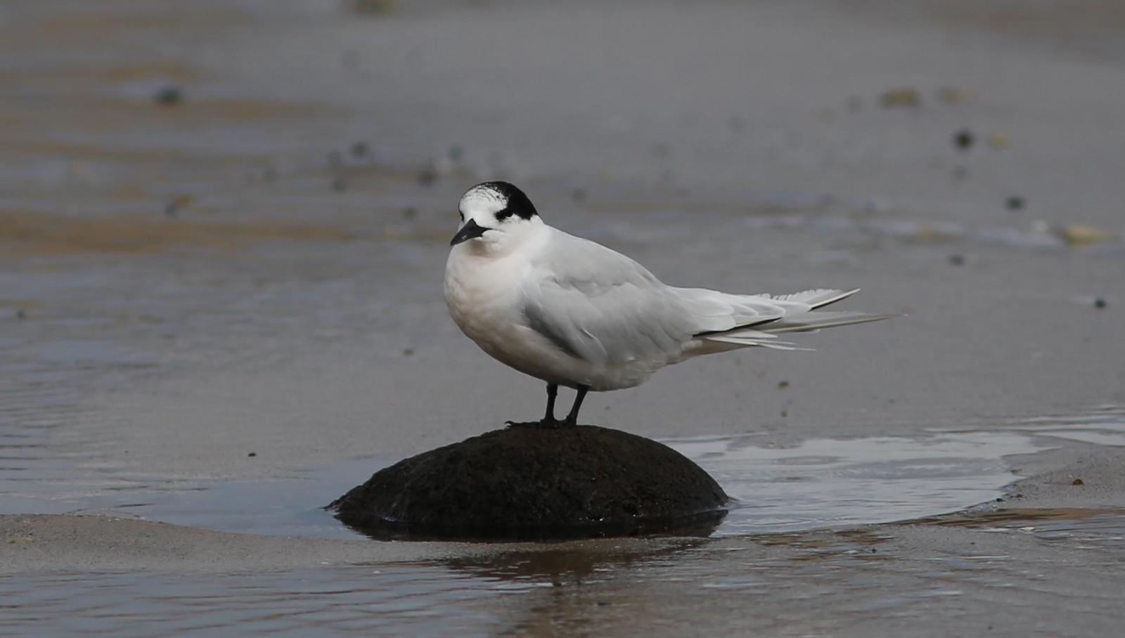 White-fronted Tern Photo by Rohan van Twest