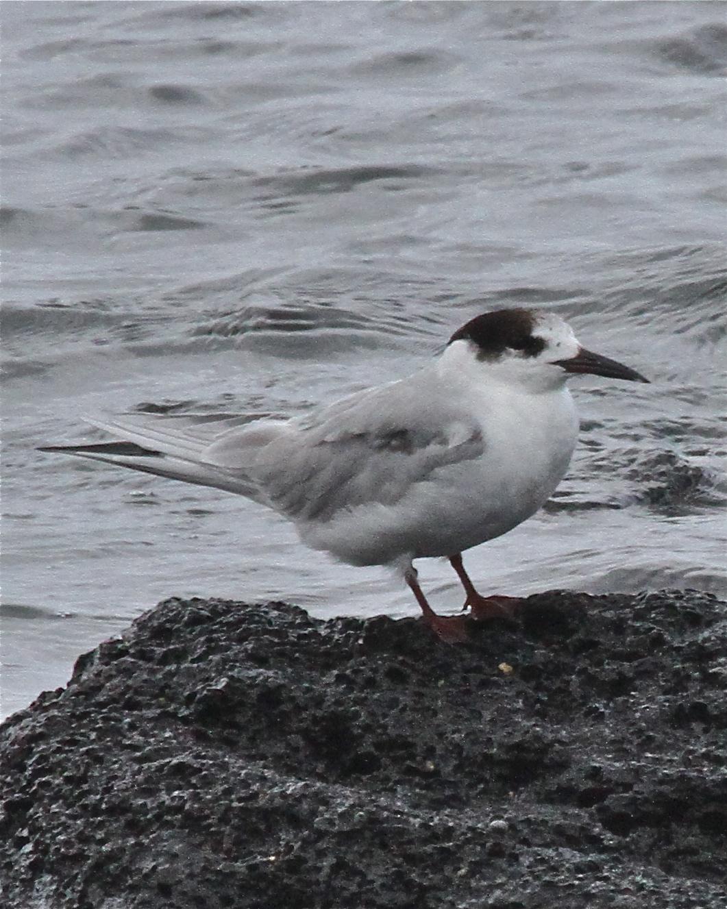 White-fronted Tern Photo by R. Bruce Richardson