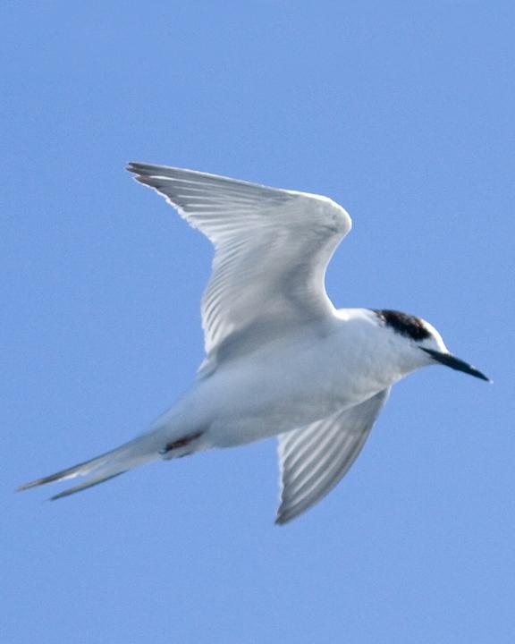 White-fronted Tern Photo by Nigel Jackett
